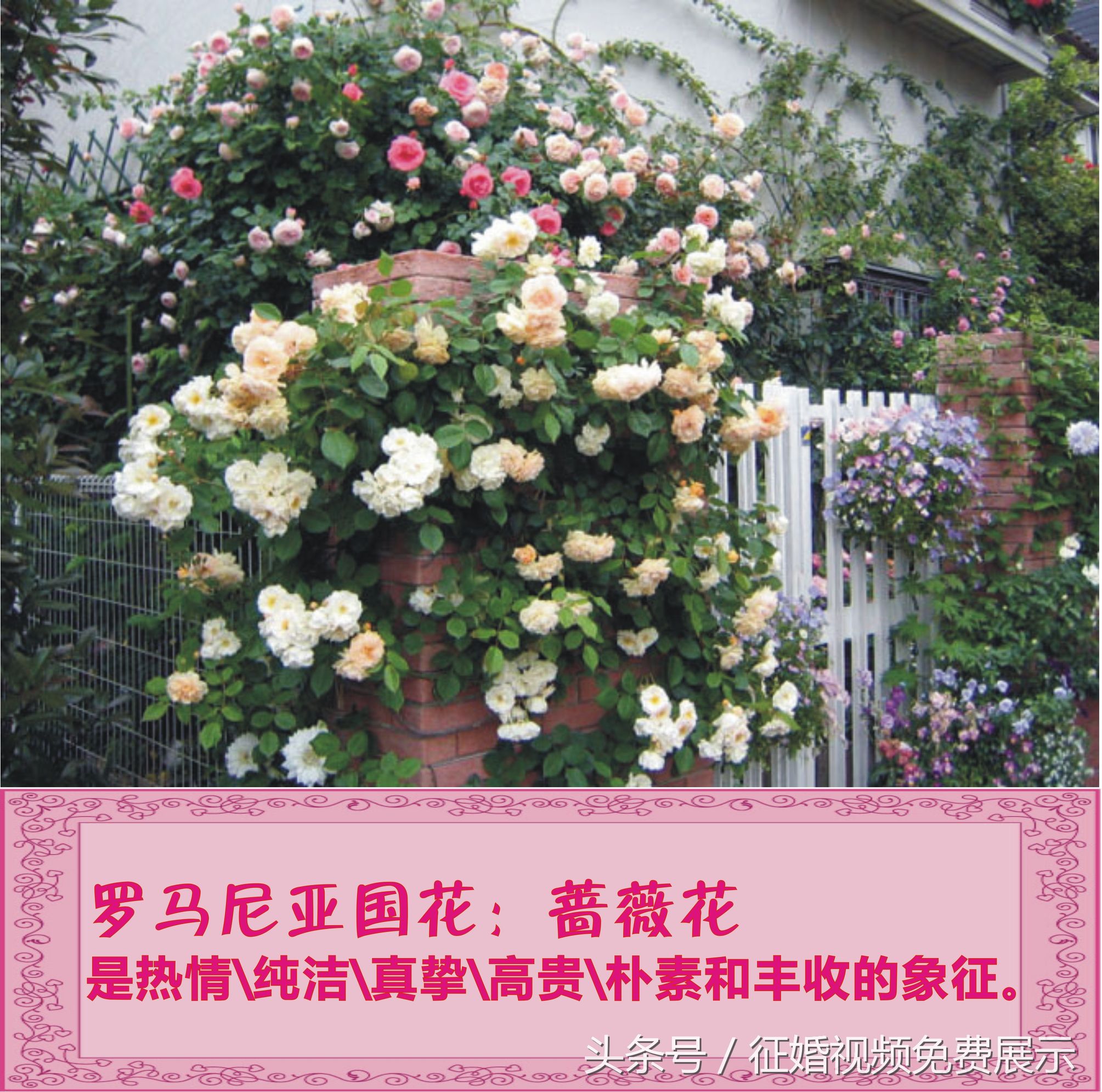 各国国花及象征意义,世界各国国花及寓意