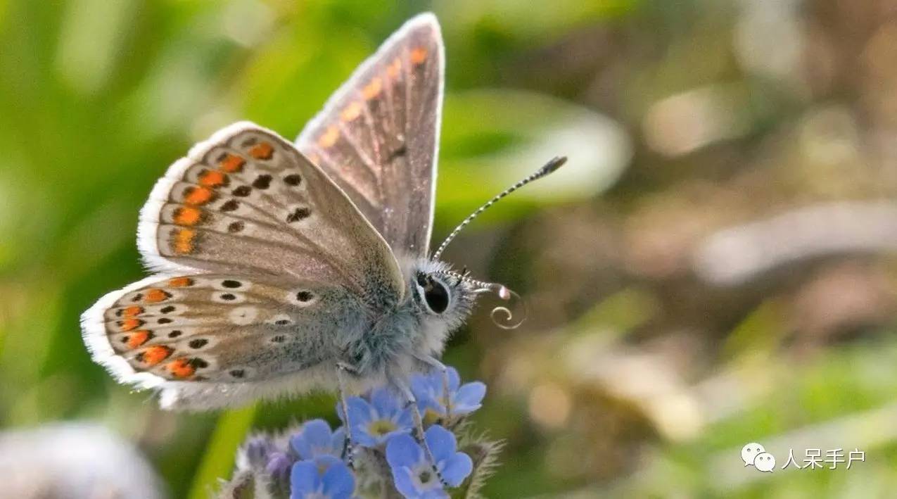看昆虫各式“大嘴”如何吞天吞地~