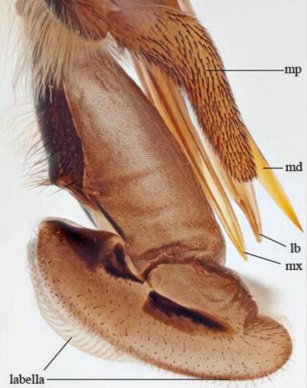 看昆虫各式“大嘴”如何吞天吞地~