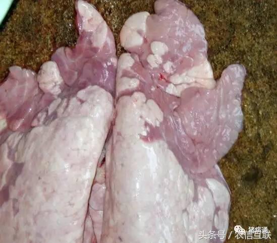 猪不明原因消瘦怎么办,猪呼吸急促消瘦什么病