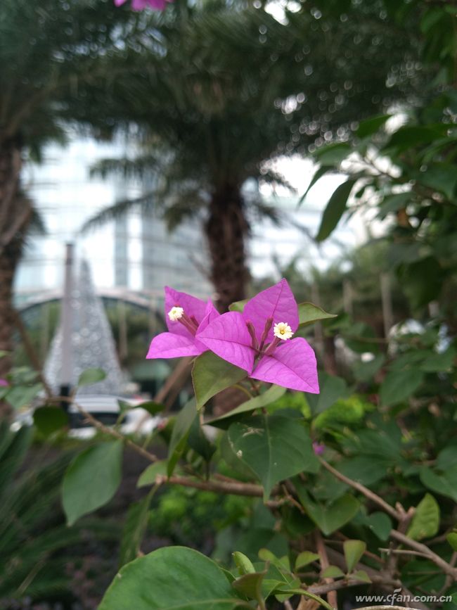 金立6999元,499元的金立手机2012年