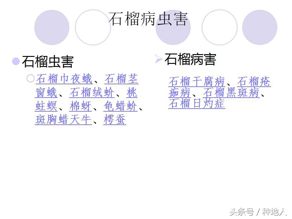 石榴虫害叶子卷曲,石榴虫害最佳防治方法