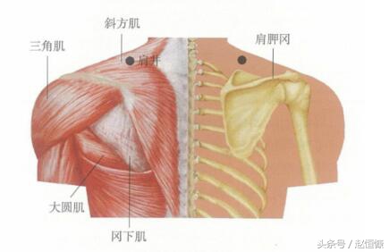 颈肩部疼痛取穴,颈痛穴和腰痛穴