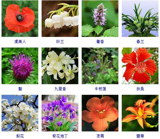 150种花卉大全,108种花卉大全