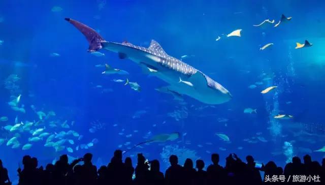 鐞夌悆涔嬭摑鎭嬫垬鍐茬怀,鎭嬫垬鍐茬怀铚滄湀涔嬫梾