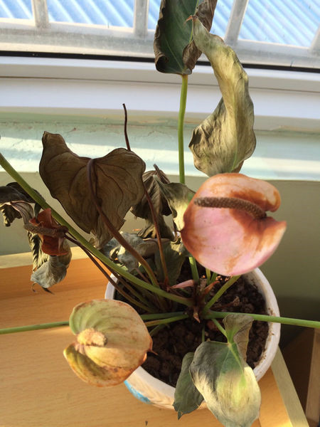 粉掌叶子发黄是怎么回事,粉掌的叶子发黄是怎么回事