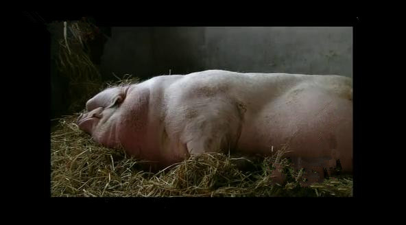 一头猪重200千克几头猪质量是1吨,一头猪重1000克10头这样的猪重多少