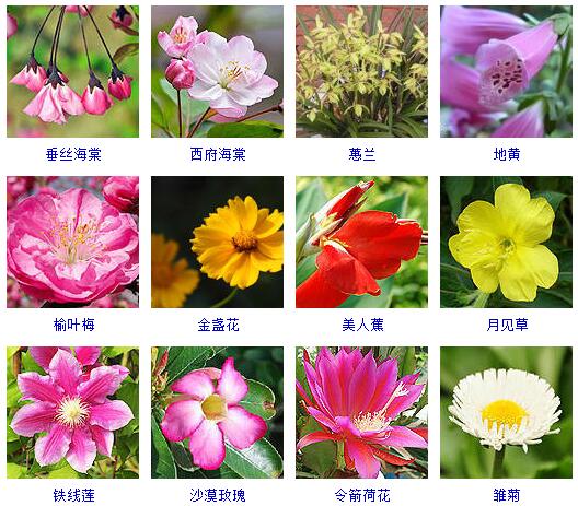 150种花卉大全,108种花卉大全