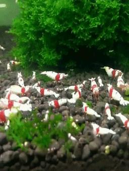 红白水晶虾观赏虾,火红虾观赏虾