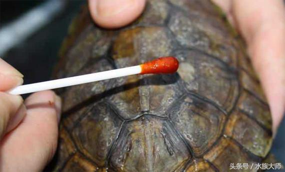 龟烂甲用什么药,地图龟烂甲怎么治疗