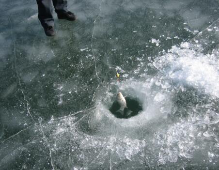 即使结冰也能养的鱼,冬天最难钓的常见淡水鱼