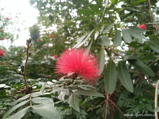 金立m2017现在是多少价格,金立m2017最高价格多少