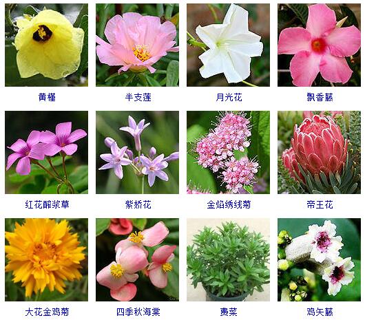 150种花卉大全,108种花卉大全