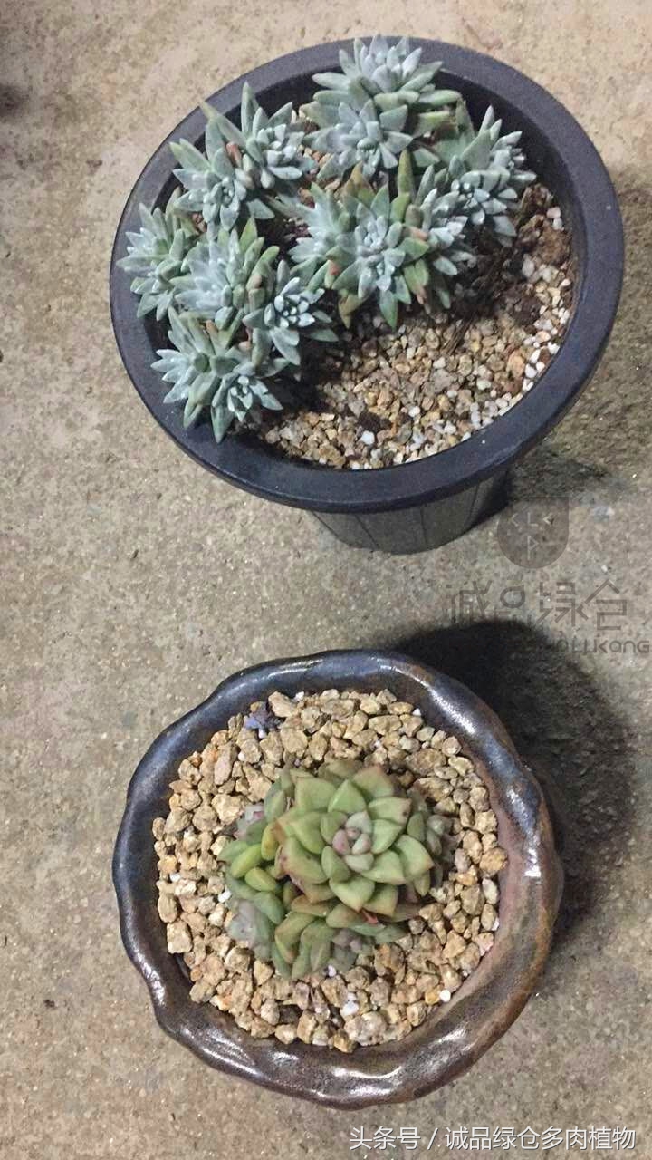 韩国正品直邮到手,韩国直邮多肉开箱