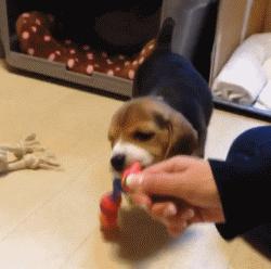 不想离婚又想有新恋爱,日本人都有“第二伴侣”?