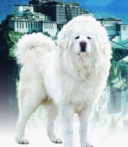 藏獒和雪獒,比藏獒厉害的犬是什么品种