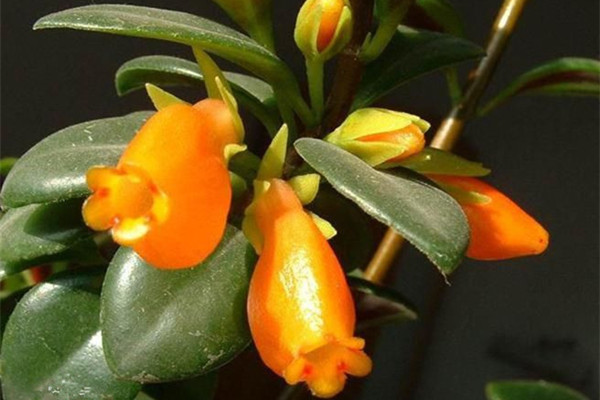金鱼吊兰小苗养多久会开花,金鱼吊兰怎么养才能更旺盛