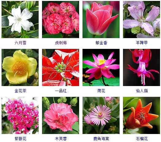 150种花卉大全,108种花卉大全