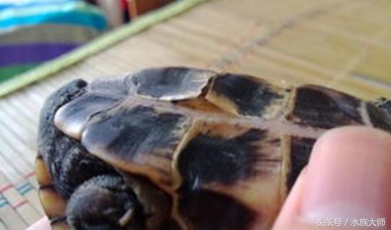 火焰龟烂甲怎么治疗,龟腹甲烂了怎么办