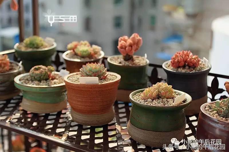 一九九六年历史大事,17年多肉市场变化趋势