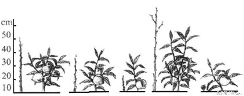 一年生小桃树修剪,桃树怎么修剪树枝