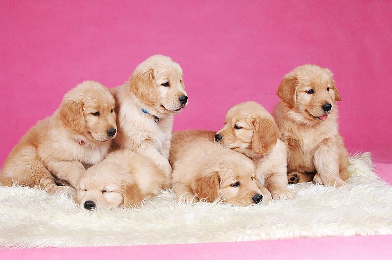 高智商的犬种,高智商的金毛犬视频