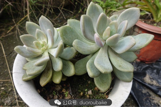 新手种植多肉植物教程,爱生活爱养花花卉绿植养护小知识