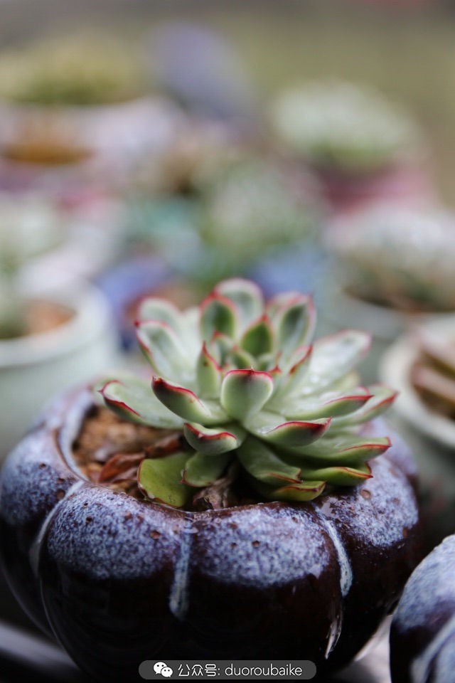 新手种植多肉植物教程,爱生活爱养花花卉绿植养护小知识