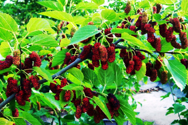 兰州亲们！红提摘完了我们相约去摘果桑可好？据说这里的果桑熟了