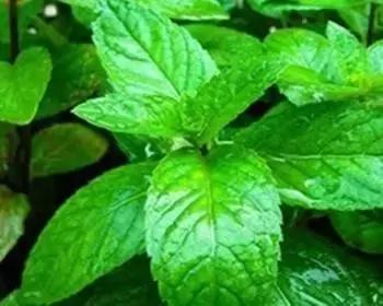 感冒咳嗽没胃口该吃什么菜,感冒咳嗽不知道吃什么菜好