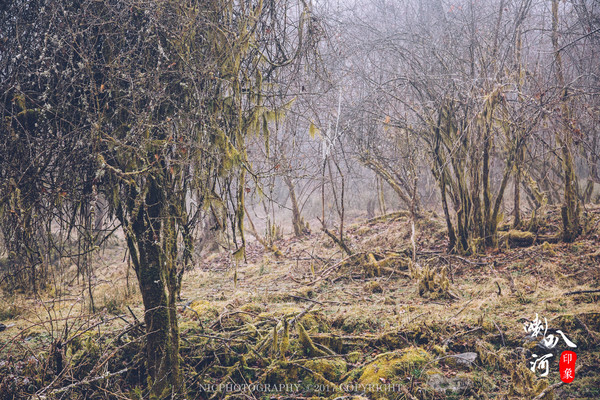 「成都躲霾攻略」喇叭河的圣诞奇缘