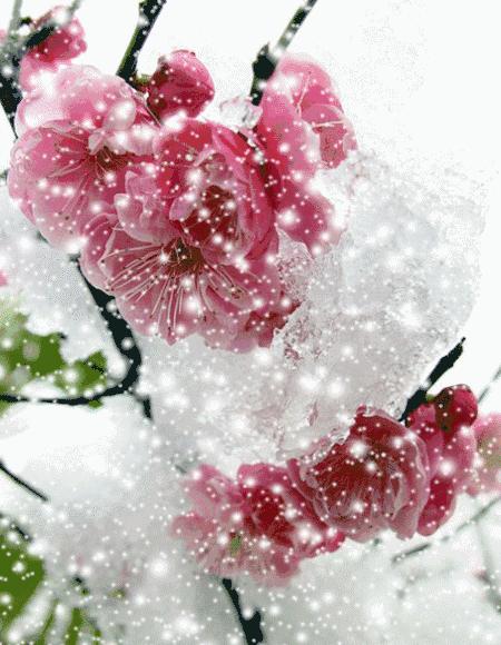 青江梅花香雪海,香雪海梅花国画
