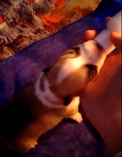 选择汪星人只看价格?真实经历告诉你为何不要贪便宜