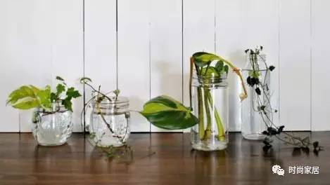 空气加湿器适合养什么绿植,这几种植物加湿效果堪比加湿器