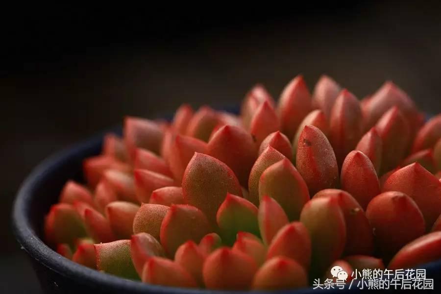 一九九六年历史大事,17年多肉市场变化趋势