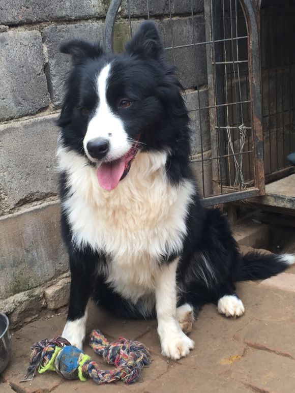 边牧常咬人该怎么制止,被救边牧原视频