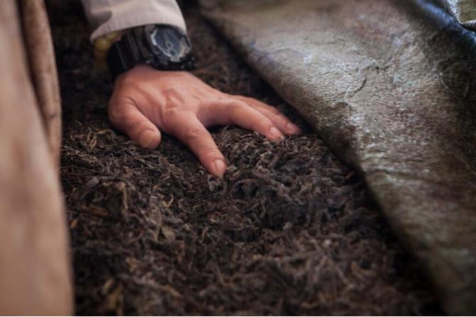 未来十年熟普将被改写？高等级毛茶制作的高端熟普会一统江湖？