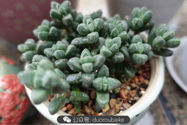 新手种植多肉植物教程,爱生活爱养花花卉绿植养护小知识