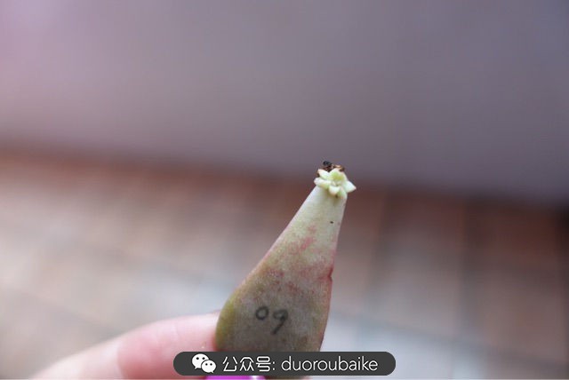 新手种植多肉植物教程,爱生活爱养花花卉绿植养护小知识