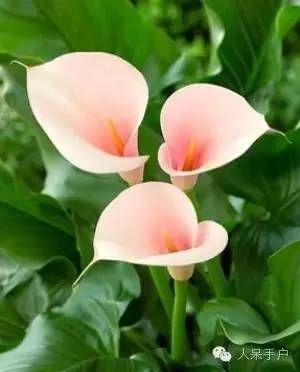 涓浗鍥借姳澶ц祻鍥剧墖,鍥借姳澶ц祻浜氭床鍥剧墖