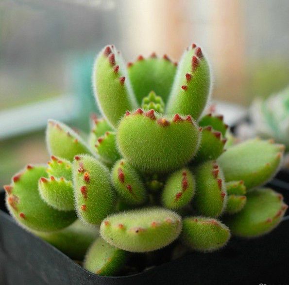 多肉植物烂根了怎么处理,多肉植物烂根怎么处理