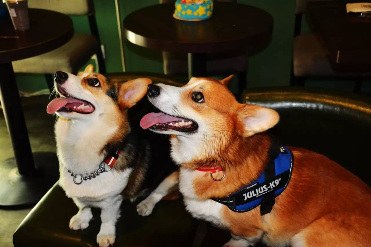 短腿男神蹭吃蹭喝欢乐多，“贱”装出席女票的生日派对