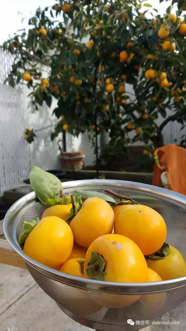 养多肉人发的朋友圈,养肉者们分享的多肉视频