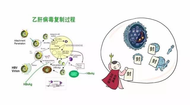 20万的乙肝病毒,挥之不去的病毒
