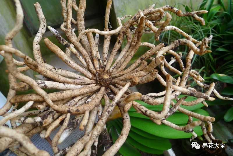 别人家的君子兰,君子兰没长出来就开花了怎么回事