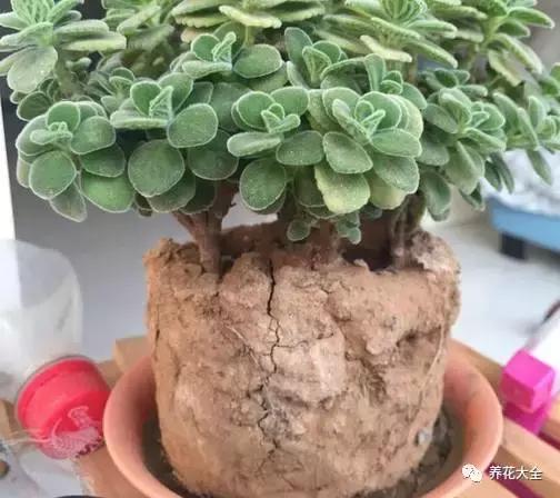 你的花枯萎了,种的花蔫了怎么让它恢复生机