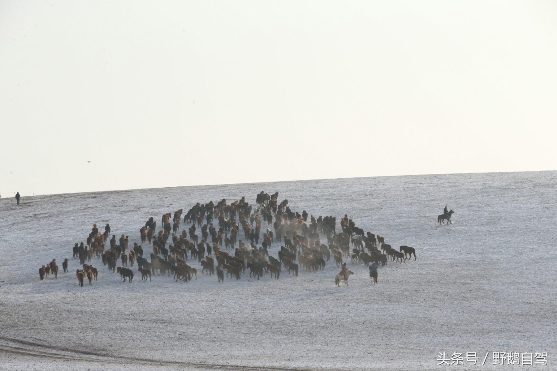 锡林郭勒盟那达慕自驾攻略,锡林郭勒冰雪那达慕完整版