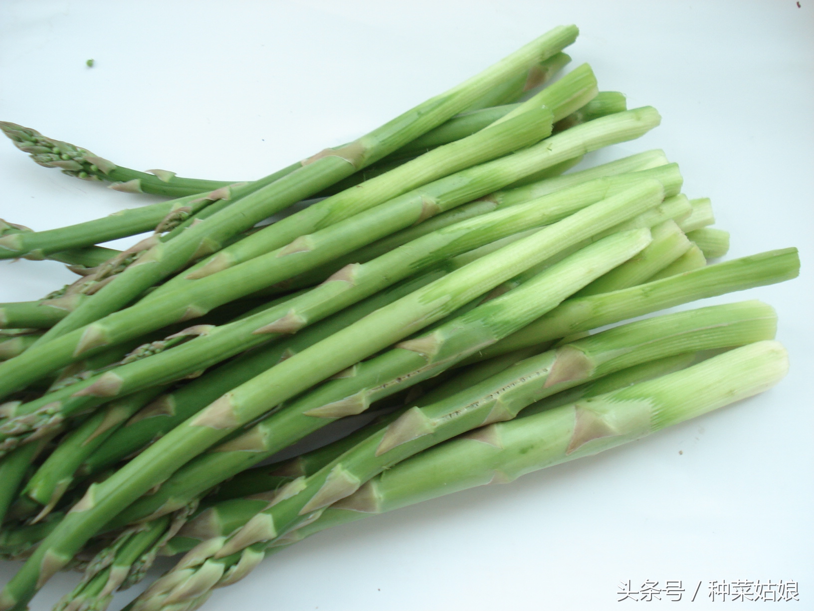 芦笋是一年四季都能长吗,芦笋怎么处理才能长得好