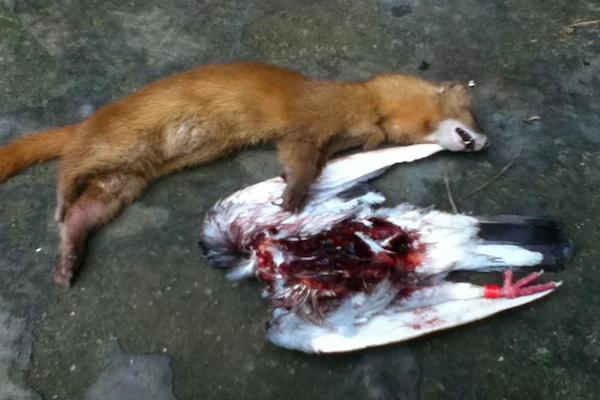 最让人讨厌的6种动物是什么,农村人最恨的动物