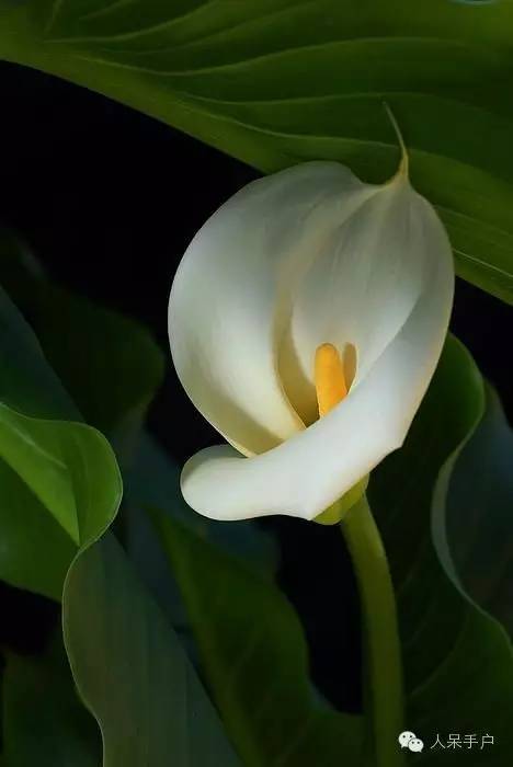 涓浗鍥借姳澶ц祻鍥剧墖,鍥借姳澶ц祻浜氭床鍥剧墖